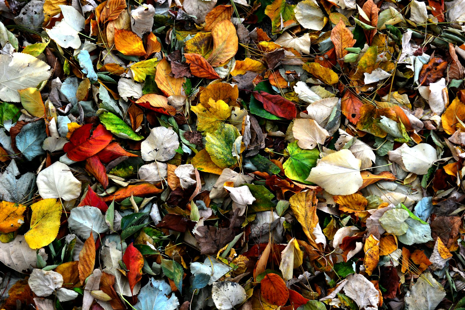 எல்பிஜி நெருக்கடியில் ஐஐடி பம்பே இலைகளை எரிபொருளாக்கி உணவகம் நடத்துகிறது