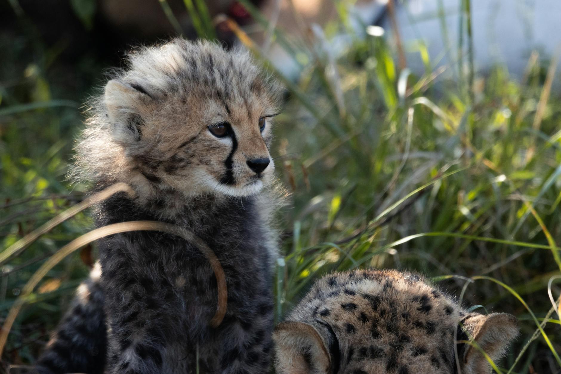 குனோ தேசிய பூங்காவில் சிறுத்தை முதல் முறையாக 4 குட்டிகள் பெற்றெடுத்தது