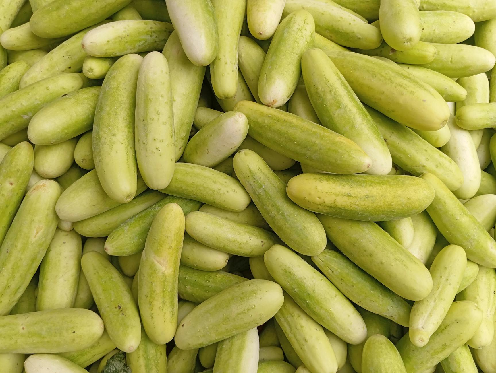 சேலத்திற்கு தினமும் 10 டன் வெள்ளரி பழம் வரத்து