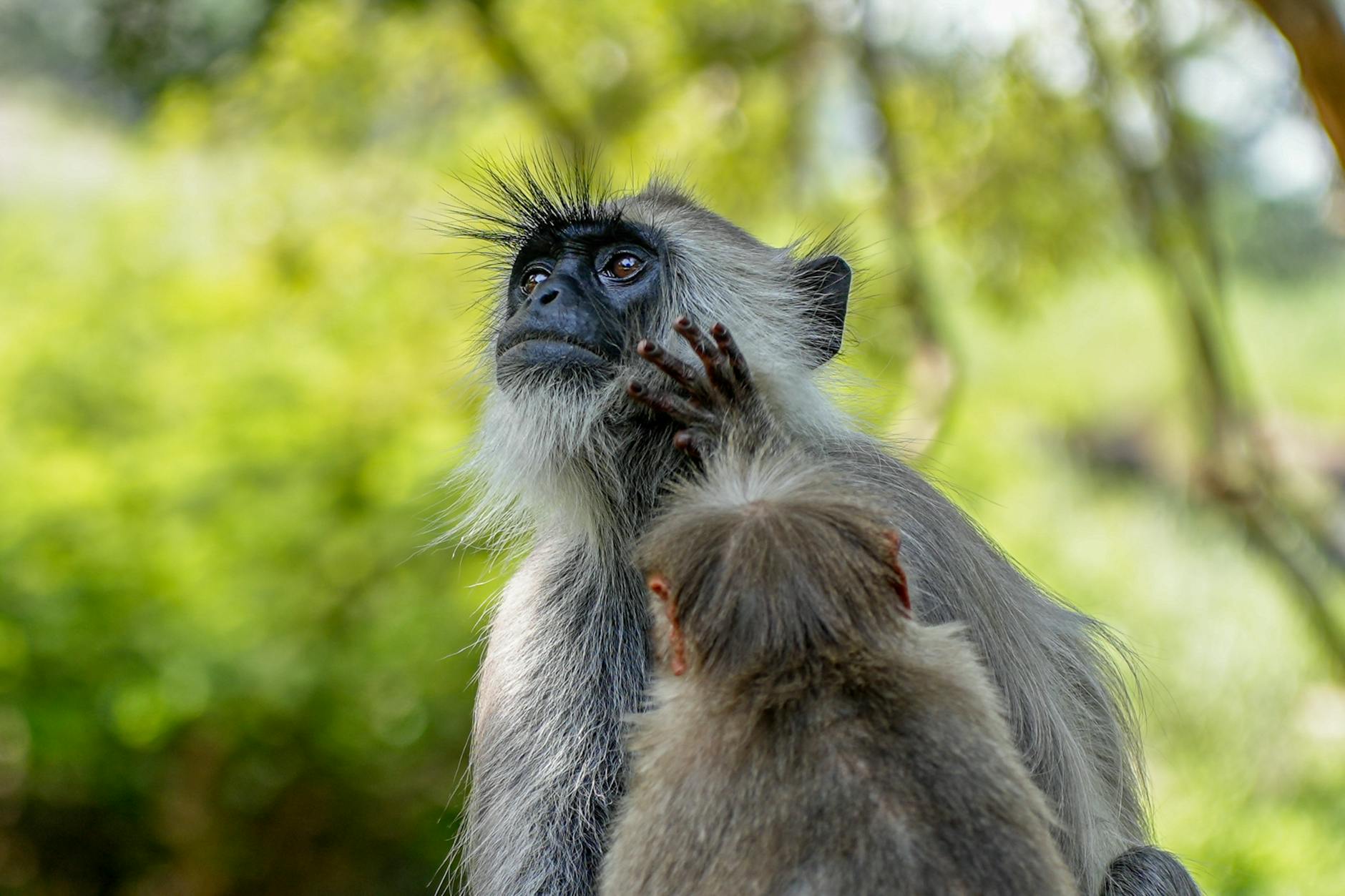 குரங்குகளின் அட்டகாசம்: வியாபாரிகள் பீதியில்